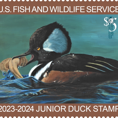 Junior Duck Stamp Gallery U.S. Fish Wildlife Service